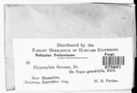 Hypoxylon fuscum image